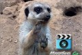 meerkat-moviecam Digital staircase MovieCam for iPad gets the meercat approval
