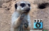 meerkat-moviecam Digital staircase MovieCam for iPad gets the meercat approval