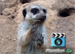 Digital staircase MovieCam for iPad gets the meercat approval