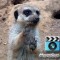 meerkat-moviecam Digital staircase MovieCam for iPad gets the meercat approval